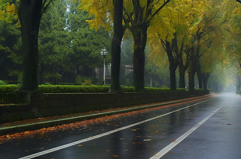 上海城市景观街道秋景,高清,摄影图,摄影图片,图片大全,摄影图免费下载